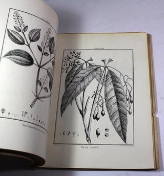 Flora Peruviana et Chilensis, Tomus IV
